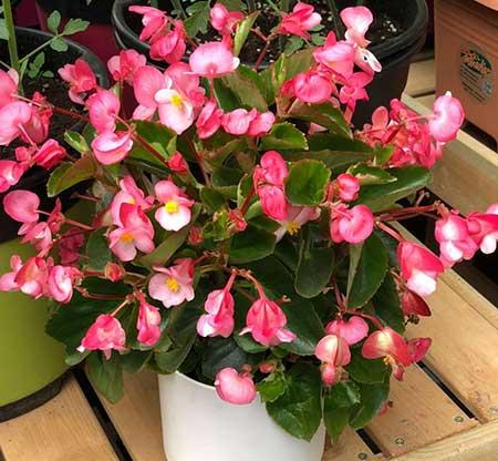 常年不见阳光适合养什么绿植