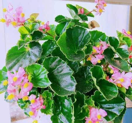 常年不见阳光适合养什么绿植