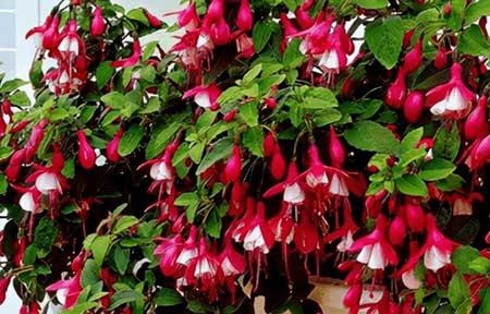 常年不见阳光适合养什么绿植