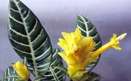 斑马绿植的养殖方法