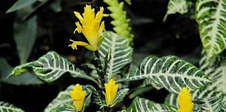 斑马绿植的养殖方法