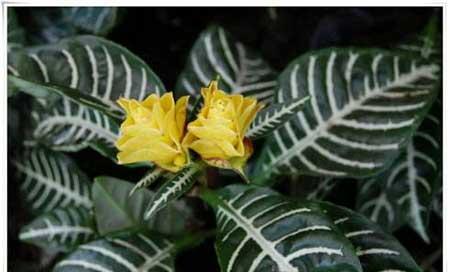 斑马绿植的养殖方法