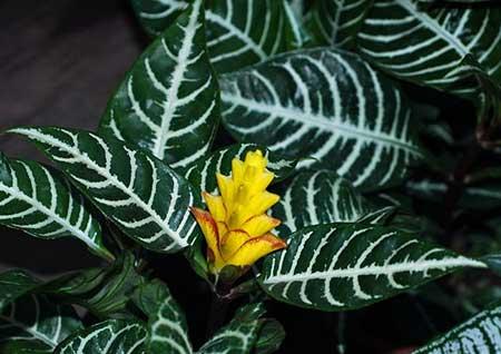 斑马绿植的养殖方法