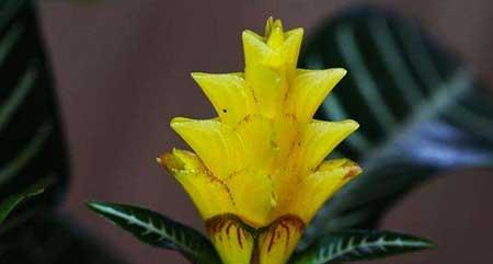 斑马绿植的养殖方法