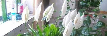 一帆风顺花草怎么养