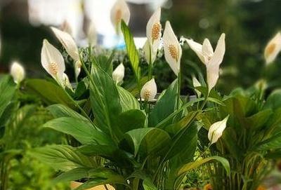 一帆风顺花草怎么养