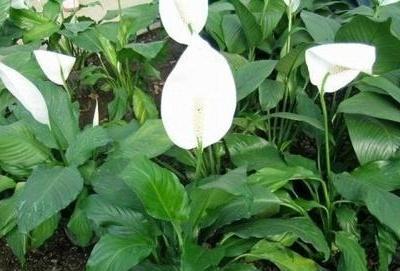 一帆风顺花草怎么养