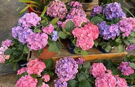 花草怎么养才能长好