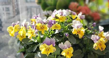 花草怎么养才能长好