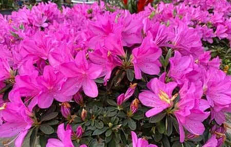 花草怎么养才能长好