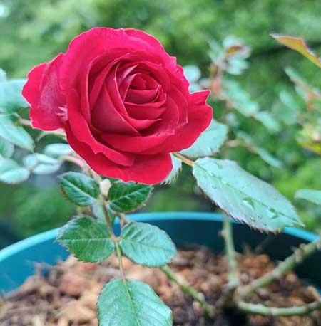 花草怎么养才能长好