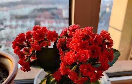 花草怎么养才能长好