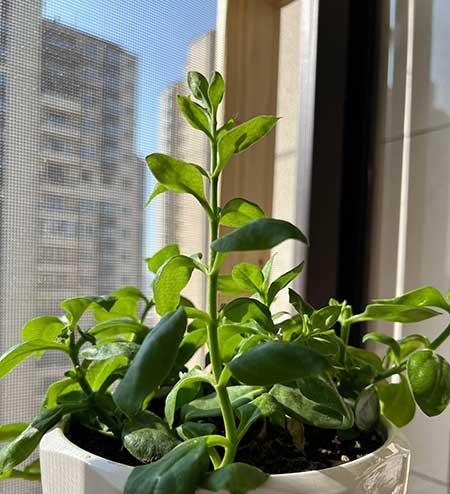 花草怎么养才能长好