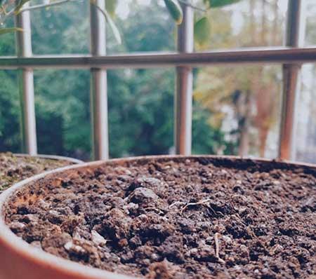 花草怎么养才能长好