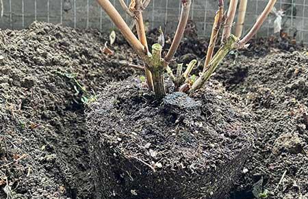 花草怎么养才能长好