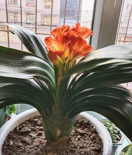 花草怎么养才能长好