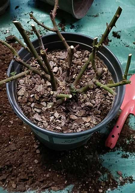 花草怎么养才能长好