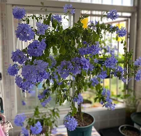 花草怎么养才能长好