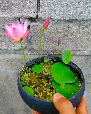 最不好养的花