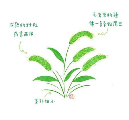 各种植物花卉
