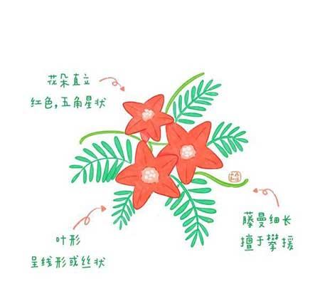 各种植物花卉
