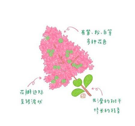 各种植物花卉