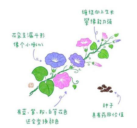 各种植物花卉