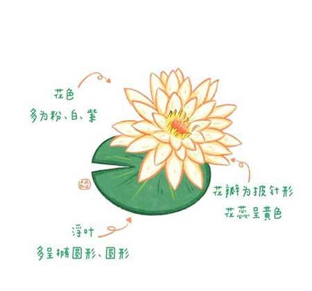 各种植物花卉