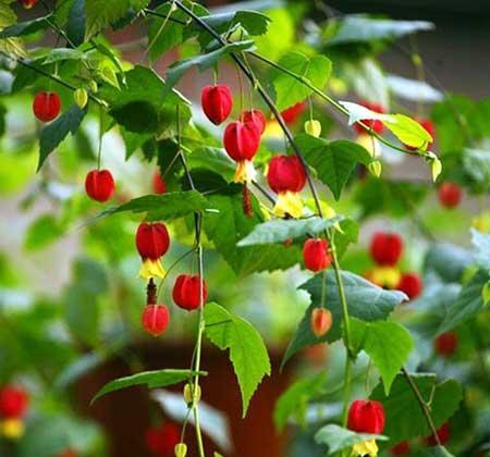 富贵红盆栽怎么养