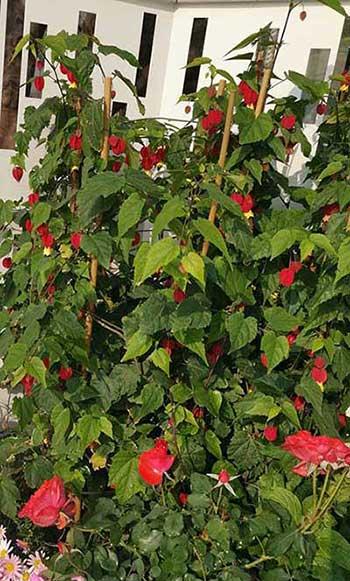 富贵红盆栽怎么养