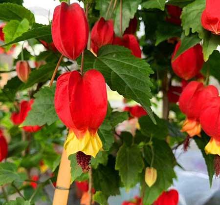 富贵红盆栽怎么养