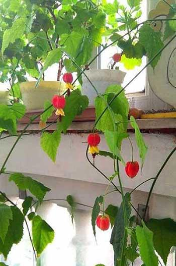 富贵红盆栽怎么养