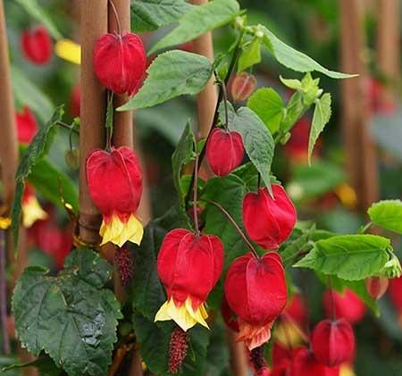 富贵红盆栽怎么养