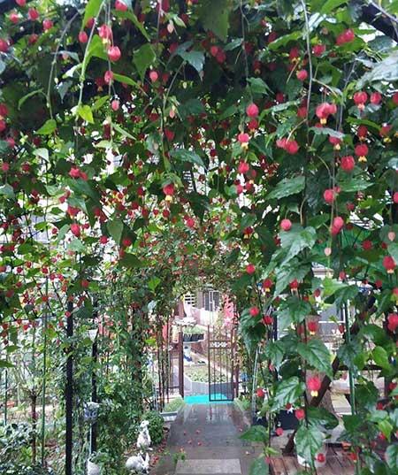 富贵红盆栽怎么养