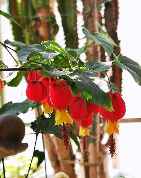 富贵红盆栽怎么养