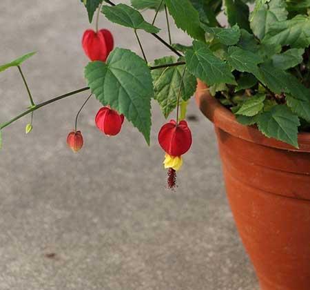 富贵红盆栽怎么养