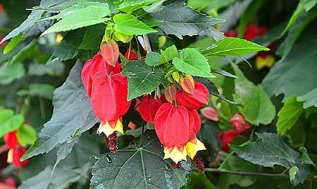 富贵红盆栽怎么养