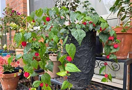 富贵红盆栽怎么养