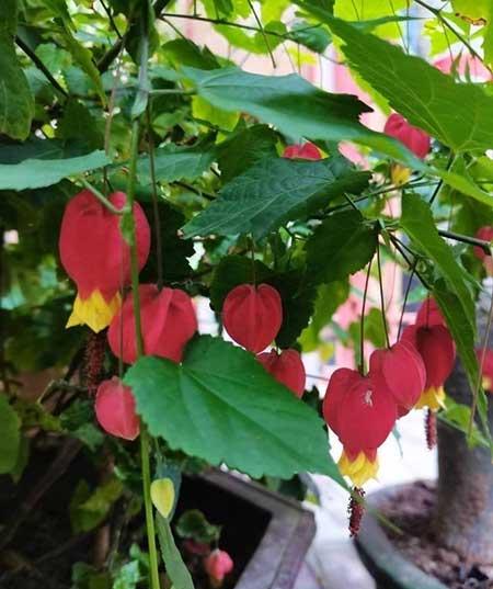 富贵红盆栽怎么养