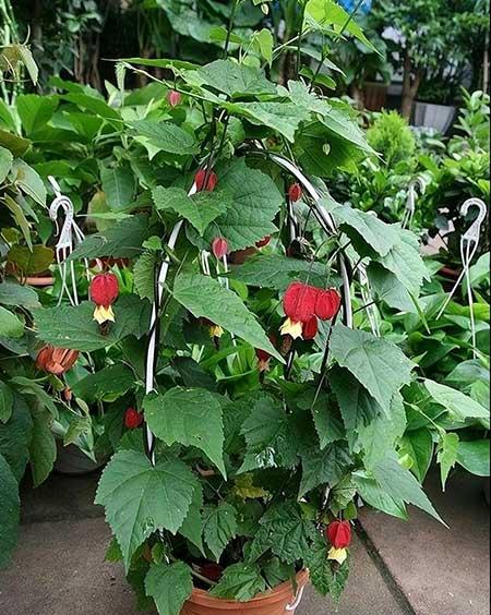 富贵红盆栽怎么养