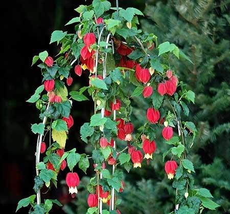 富贵红盆栽怎么养