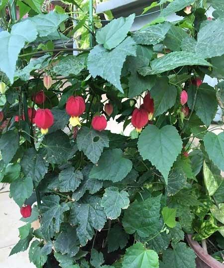 富贵红盆栽怎么养