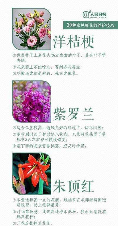 鲜花养殖