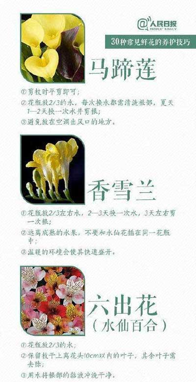 鲜花养殖