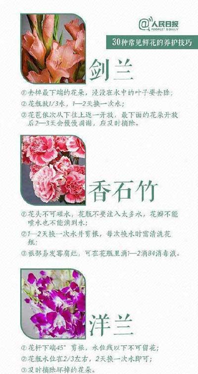 鲜花养殖