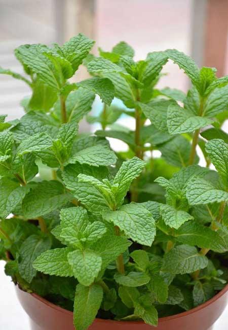 适合养在阳台的花