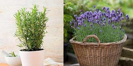 适合养在阳台的花