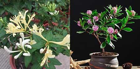 适合养在阳台的花