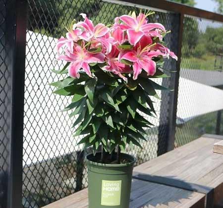 适合养在阳台的花