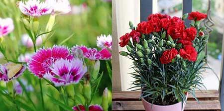 适合养在阳台的花